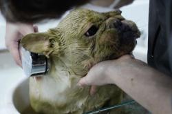 赤峰玉龍家園寵物店電話號(hào)碼