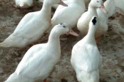 赤峰鑒定鴨寶寶的地方電話是多少