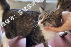 赤峰市貓咪活體領(lǐng)養(yǎng)電話號碼