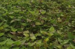 赤峰代理紅薯苗廠家電話(huà)號(hào)碼