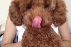 赤峰本地動(dòng)物救助電話號(hào)碼是多少