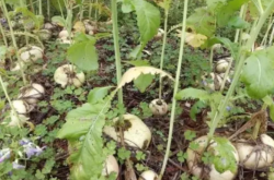 赤峰蘿卜種子公司電話號碼