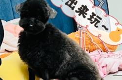 赤峰兔子 寵物店電話地址查詢