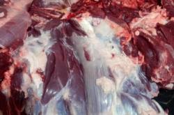 赤峰活牛運(yùn)輸車(chē)隊(duì)地址電話(huà)號(hào)碼