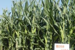 赤峰研磨丸采購(gòu)電話號(hào)碼查詢