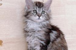 赤峰本地貓咪出售電話號(hào)碼是多少