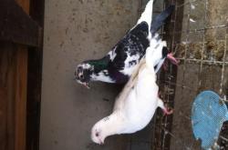 赤峰同城賣肉鴿電話號碼多少