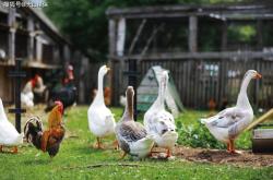 赤峰賣雞鴨鵝的地方電話號碼