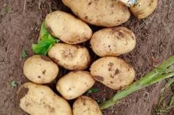 赤峰出土豆勞務(wù)市場(chǎng)電話號(hào)碼