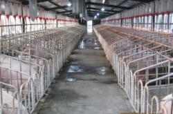 赤峰種豬場(chǎng)的聯(lián)系電話