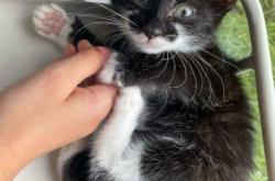 赤峰松山區(qū)領(lǐng)養(yǎng)寵物電話號碼