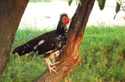 赤峰寵物小雞仔批發(fā)電話號碼