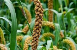 赤峰藥材種植基地電話號(hào)碼