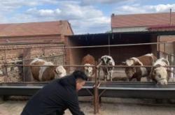 赤峰市獸醫(yī)局電話號碼