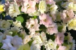 內(nèi)蒙赤峰長(zhǎng)壽花基地電話號(hào)碼