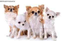 膠州到赤峰的寵物托運(yùn)電話號(hào)碼