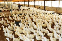 赤峰養(yǎng)鴨場出售電話號碼是多少