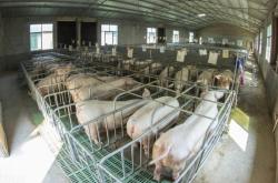 赤峰安盈種豬場(chǎng)電話號(hào)碼