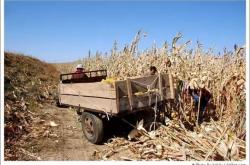 赤峰寧城收玉米電話號(hào)碼是多少