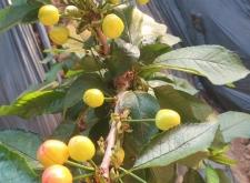 赤峰櫻桃商家電話多少號