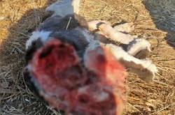 赤峰狼隊救援隊電話號碼