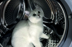 赤峰領(lǐng)養(yǎng)流浪貓電話號碼查詢