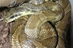 赤峰寵物市場(chǎng)電話號(hào)碼多少