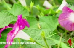 赤峰收割向日葵電話地址查詢