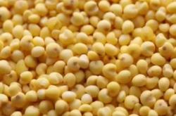 赤峰大黃米批發(fā)廠家電話號(hào)碼