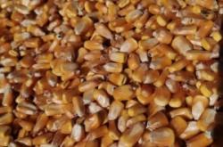 赤峰市收購(gòu)上門玉米電話號(hào)碼