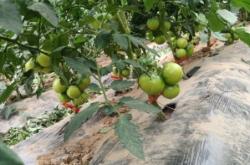 赤峰市草莓柿子采摘園電話號碼