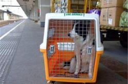 赤峰寵物托運(yùn)服務(wù)電話號(hào)碼是多少