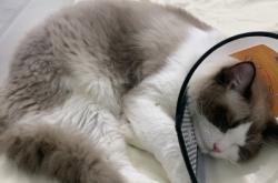 赤峰電子寵物醫(yī)院電話地址查詢