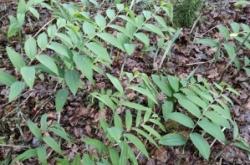 赤峰小董種苗基地電話號(hào)碼