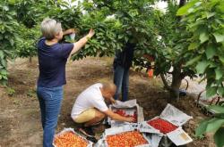 赤峰采摘直播平臺官網(wǎng)電話號碼