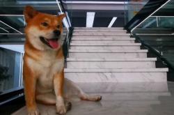 赤峰賣小狗崽電話地址查詢號碼