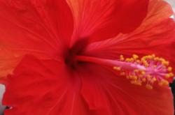 赤峰錦山麻將機(jī)售后電話號(hào)碼