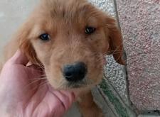 赤峰狗狗幼犬出售電話號碼是多少