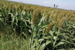 赤峰寧城收大豬老板電話號碼