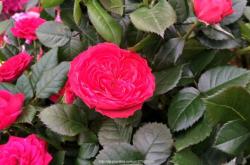 赤峰花卉水族館地址電話號碼