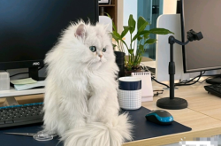 赤峰招聘寵物店店員電話號(hào)碼