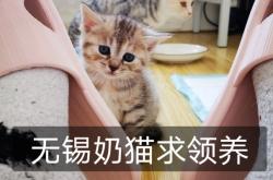 赤峰小奶貓領(lǐng)養(yǎng)中心電話號碼