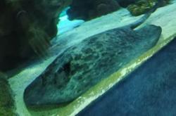 赤峰大魚水族館電話地址查詢