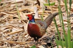 赤峰市野雞廠電話多少號