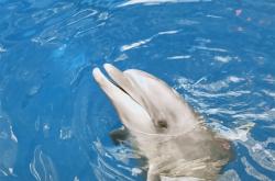 赤峰海貝爾海洋館電話號(hào)碼