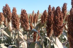 赤峰天紅飼料廠電話號(hào)碼