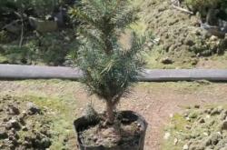 赤峰云杉苗圃地址查詢電話號碼