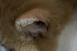 赤峰哪家寵物醫(yī)院好