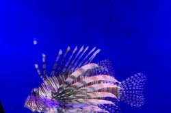 大白鯨公園表演時間