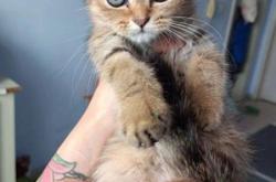 赤峰萬悅城寵物領(lǐng)養(yǎng)電話號碼